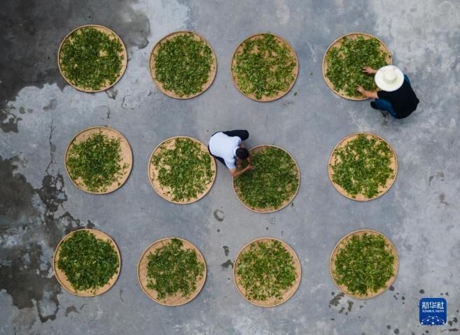 有关于南川古树茶飘香 致富“金叶”采制忙的相关内容(3)