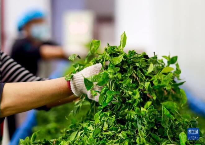 有关于南川古树茶飘香 致富“金叶”采制忙的相关内容(5)