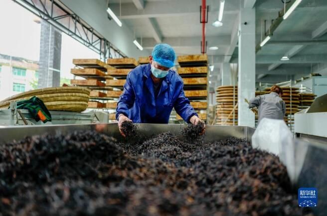 有关于南川古树茶飘香 致富“金叶”采制忙的相关内容(6)