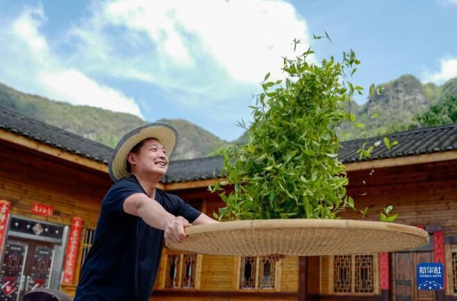 有关于南川古树茶飘香 致富“金叶”采制忙的相关内容