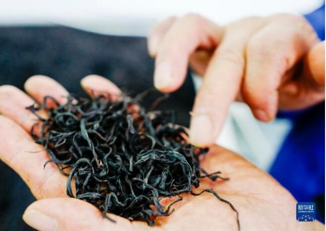有关于南川古树茶飘香 致富“金叶”采制忙的相关内容(7)