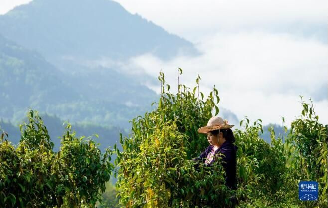 有关于南川古树茶飘香 致富“金叶”采制忙的相关内容(4)