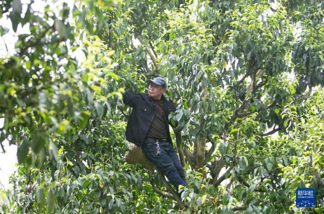 有关于南川古树茶飘香 致富“金叶”采制忙的相关内容(1)