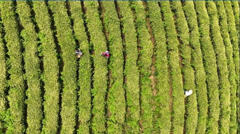 关于开阳县毛云乡：“小茶叶”成就富民“大产业”的相关信息(4)