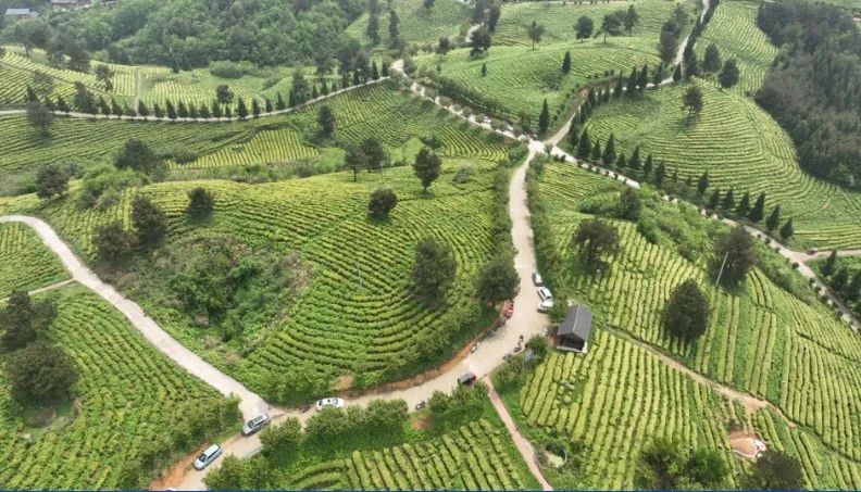 关于开阳县毛云乡：“小茶叶”成就富民“大产业”的相关信息