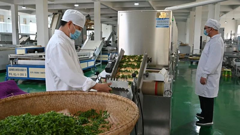 关于开阳县毛云乡：“小茶叶”成就富民“大产业”的相关信息(6)