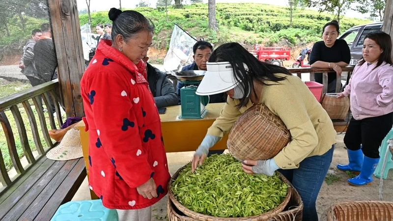 关于开阳县毛云乡：“小茶叶”成就富民“大产业”的相关信息(3)