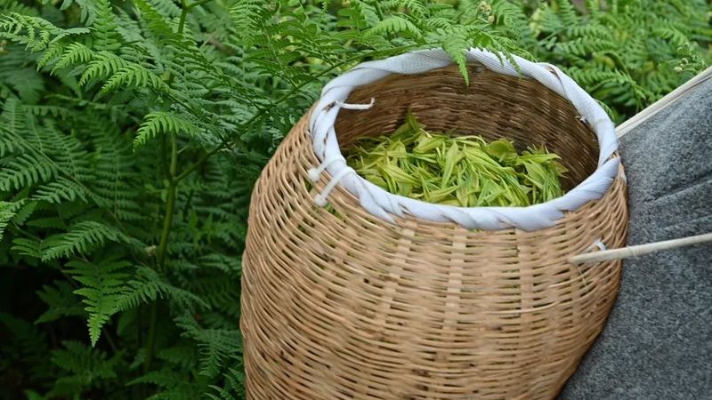 关于开阳县毛云乡：“小茶叶”成就富民“大产业”的相关信息(1)