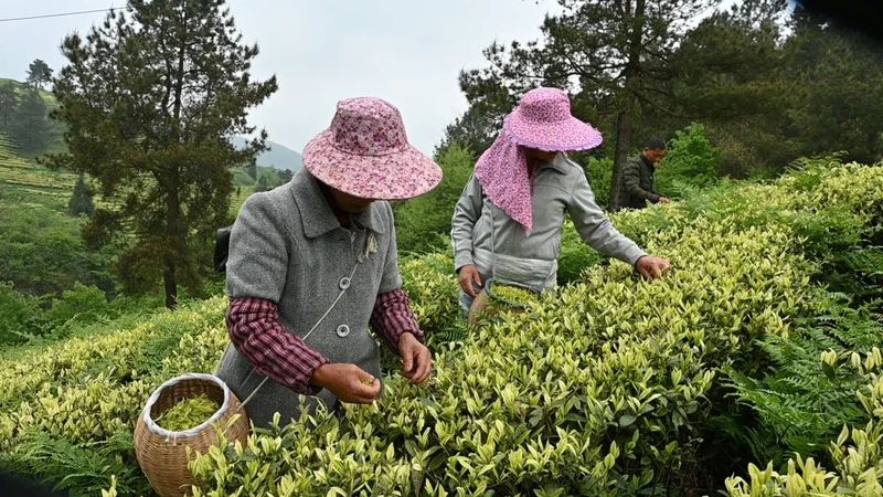 关于开阳县毛云乡：“小茶叶”成就富民“大产业”的相关信息(2)