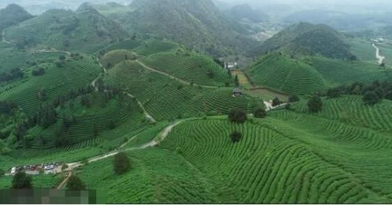有关于丹寨茶园“生机盎然”，茶产业“初具规模”的相关信息