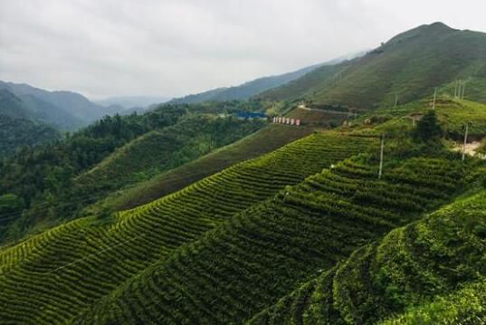 有关于丹寨茶园“生机盎然”，茶产业“初具规模”的相关信息(1)