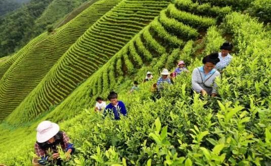 有关于丹寨茶园“生机盎然”，茶产业“初具规模”的相关信息(2)