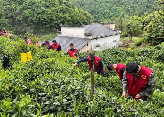 有关于黟县美溪乡：春茶采摘忙 “志愿”来帮忙的内容