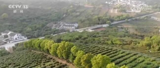 关于新式茶饮兴起 春茶“绿”变“红” 迎来发展新机遇的新闻(2)