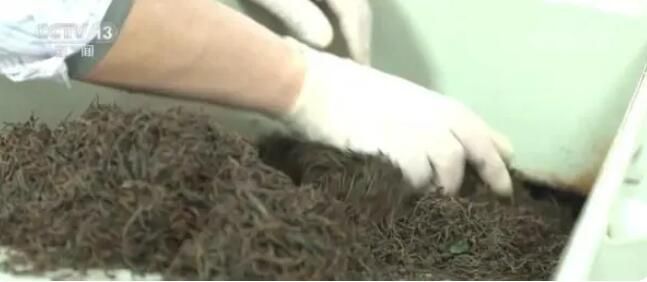 关于新式茶饮兴起 春茶“绿”变“红” 迎来发展新机遇的新闻(1)