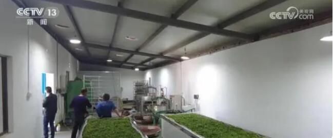 关于新式茶饮兴起 春茶“绿”变“红” 迎来发展新机遇的新闻(4)