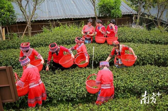 关于最美人间四月天，连山皇后山开采“头春茶”的相关信息