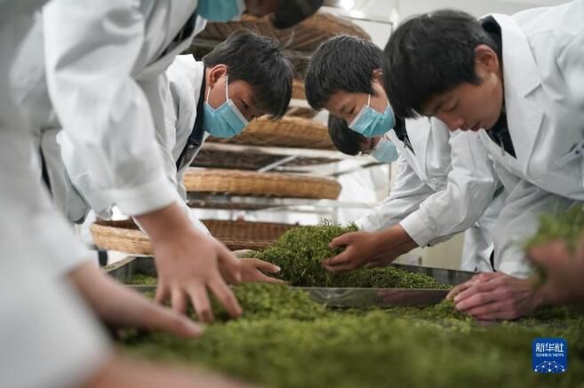 关于陕西紫阳县 课堂开在茶山上的内容(1)