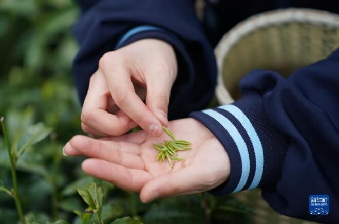 关于陕西紫阳县 课堂开在茶山上的内容(4)