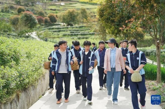 关于陕西紫阳县 课堂开在茶山上的内容(6)