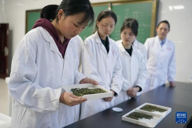 关于陕西紫阳县 课堂开在茶山上的内容