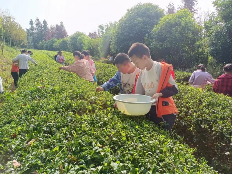 有关于大市小学组织少先队员开展采茶社会实践活动的最新消息(1)