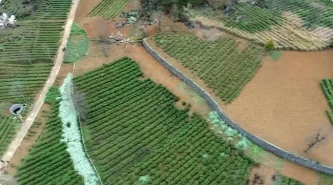 有关于沿河客田镇：采茶正当时 群众笑开颜的最新消息