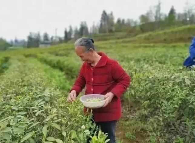 有关于沿河客田镇：采茶正当时 群众笑开颜的最新消息(4)
