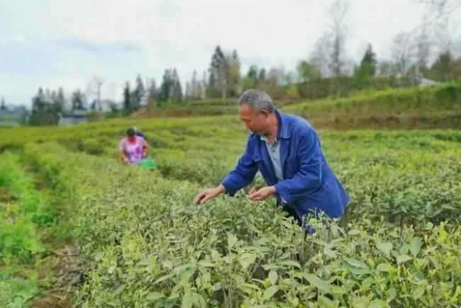 有关于沿河客田镇：采茶正当时 群众笑开颜的最新消息(2)