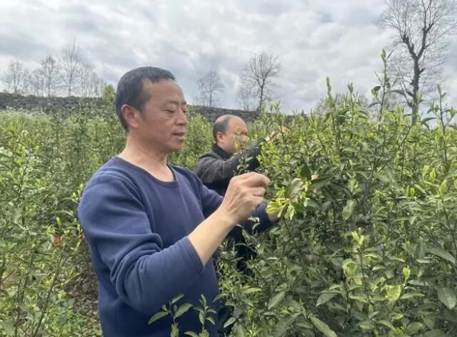 有关于沿河客田镇：采茶正当时 群众笑开颜的最新消息(3)