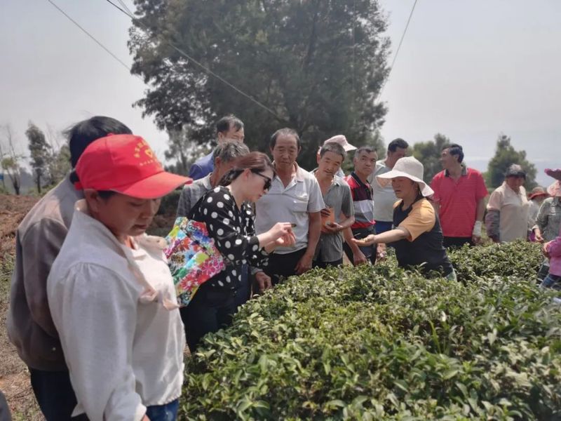有关于宜良：农业专家科技下乡 助推茶产业发展的内容(3)