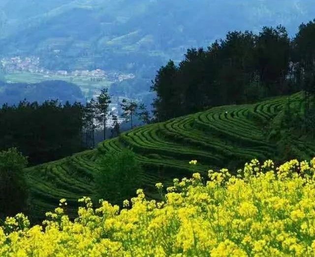 有关于云端上的茶园：勉县篇的相关信息(9)