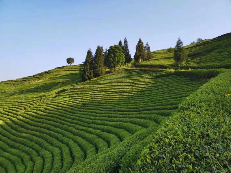 有关于云端上的茶园：勉县篇的相关信息(34)