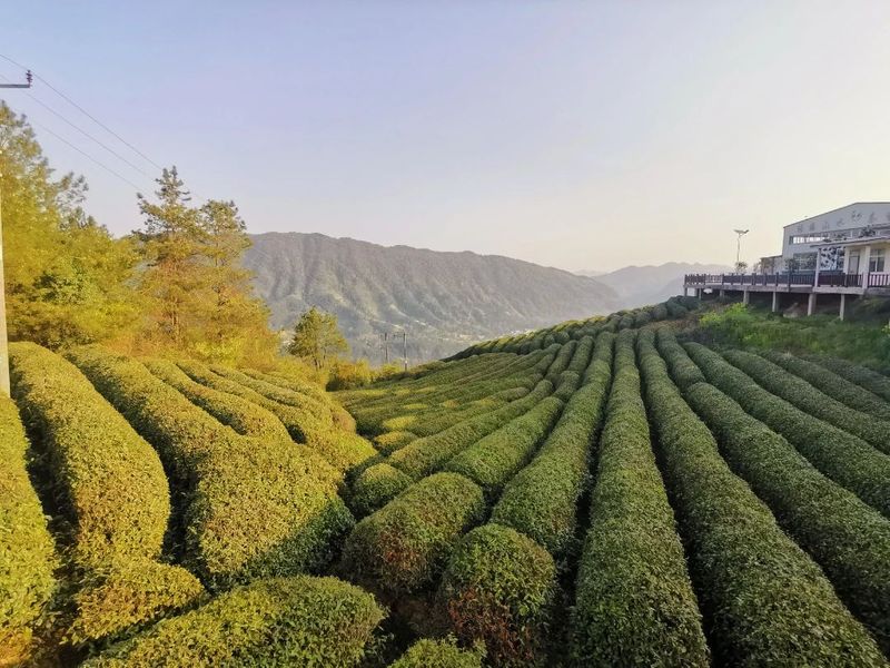 有关于云端上的茶园：勉县篇的相关信息(2)