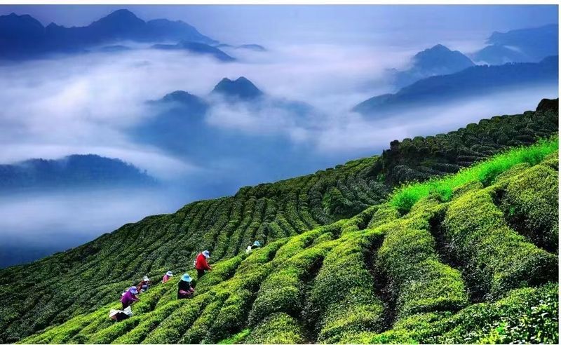 有关于云端上的茶园：勉县篇的相关信息(23)