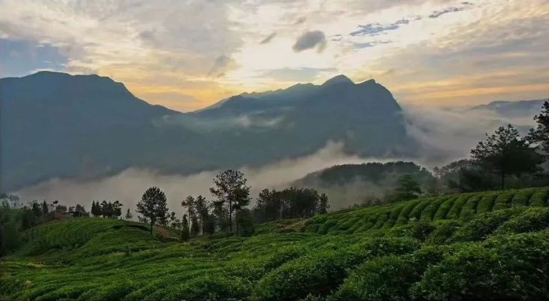 有关于云端上的茶园：勉县篇的相关信息(20)