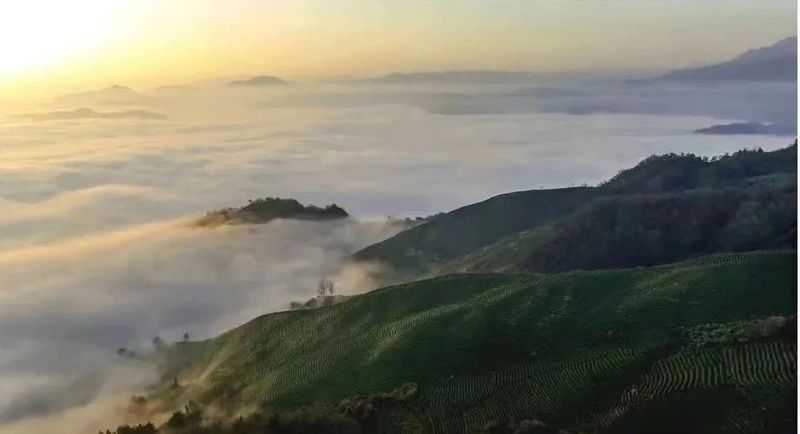 有关于云端上的茶园：勉县篇的相关信息(21)