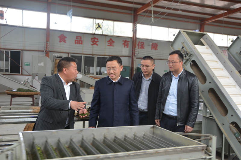 关于唐文辉调研茶产业发展工作的最新消息(1)