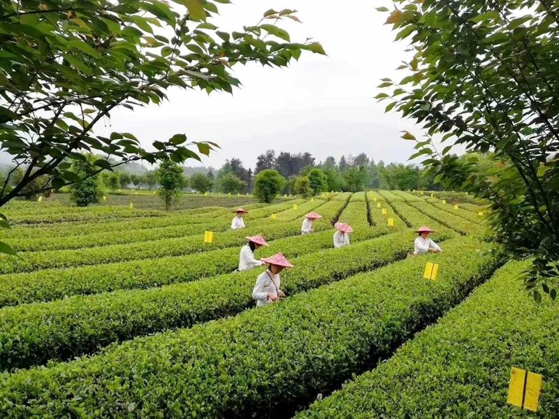 有关于追忆湄潭老茶农何殿伦支书的相关信息(7)