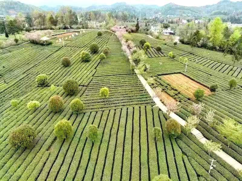 有关于追忆湄潭老茶农何殿伦支书的相关信息(8)