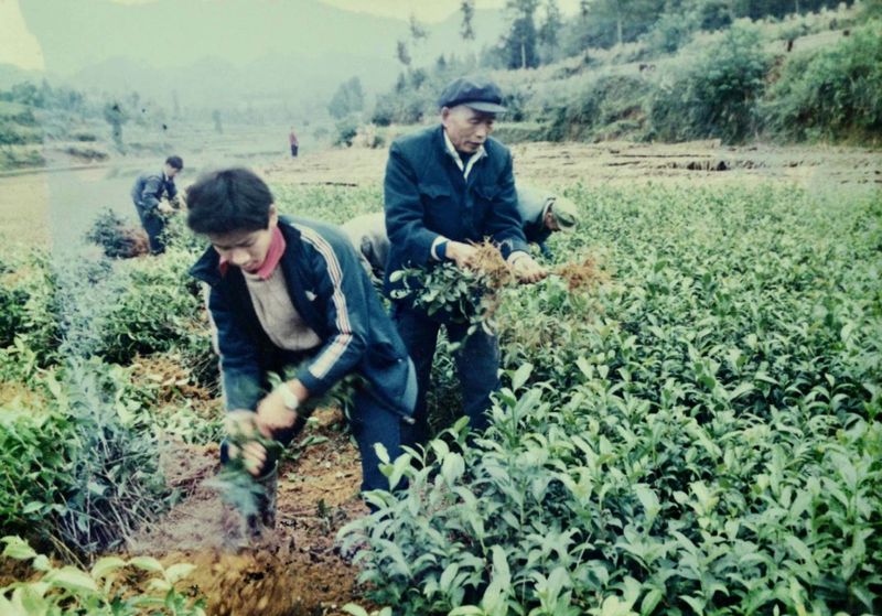 有关于追忆湄潭老茶农何殿伦支书的相关信息(4)