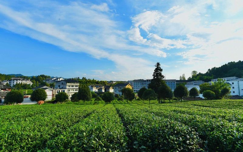 有关于追忆湄潭老茶农何殿伦支书的相关信息