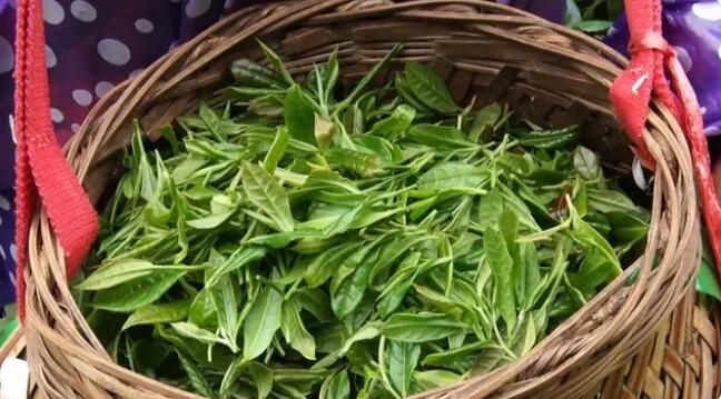 关于定南：不负春光采茶忙，谱写致富“茶”文章的信息(2)