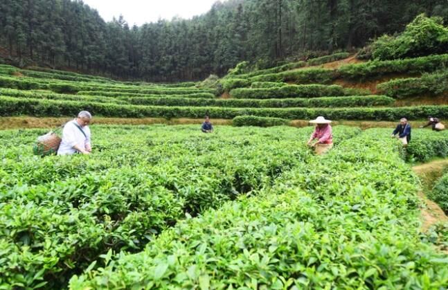 关于定南：不负春光采茶忙，谱写致富“茶”文章的信息(1)