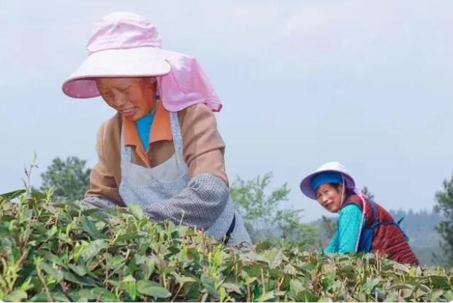 关于预计产值11.57亿元！德江16.39万亩茶园全面开采迎收的消息