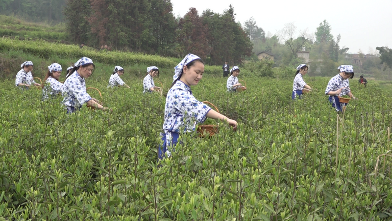关于新宁：春回暖茶飘香 茶农采茶忙的相关内容