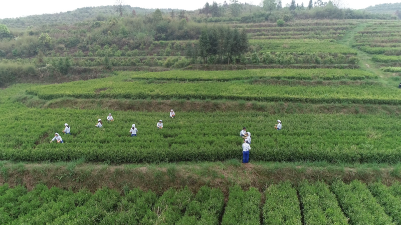 关于新宁：春回暖茶飘香 茶农采茶忙的相关内容(2)