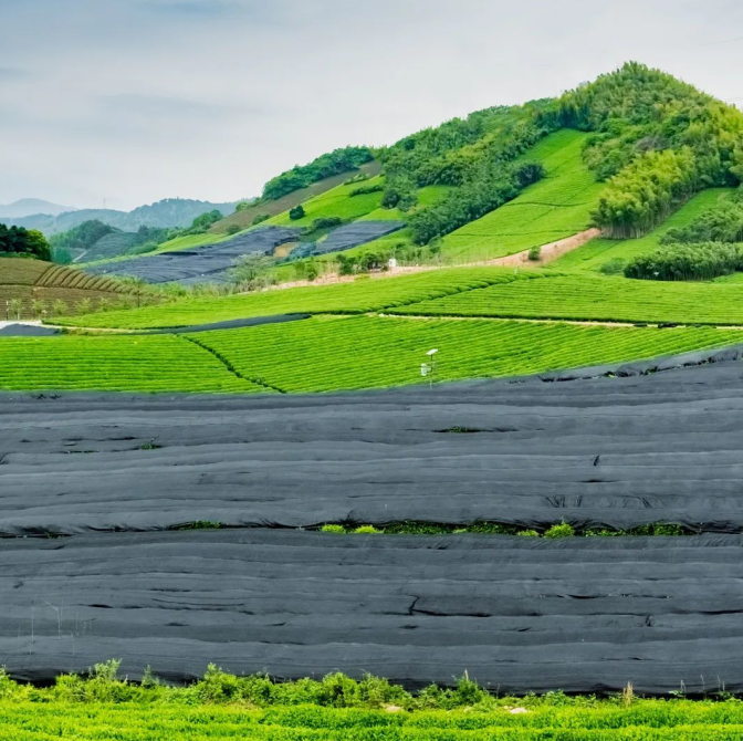关于“三茶”统筹看浙江  中华抹茶之源的“九宇秘籍”的信息