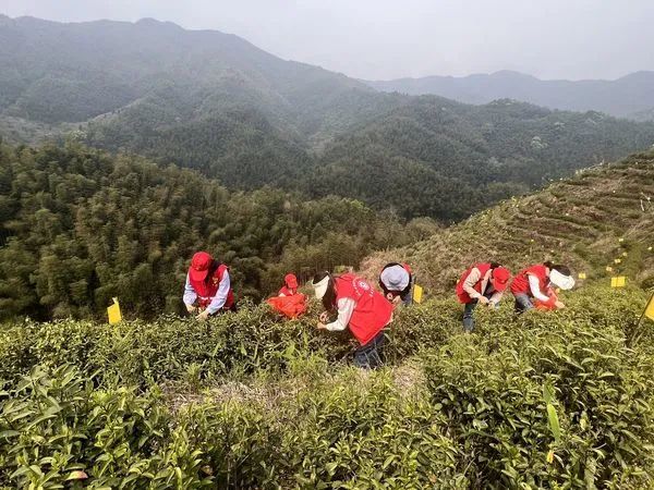 有关于休宁县山斗乡：巾帼助农采茶忙的相关内容