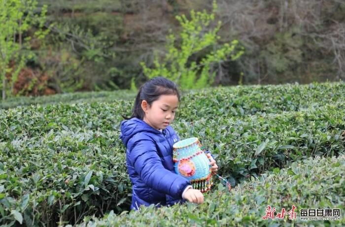 有关于文县李子坝：茶园吐新芽 采茶正当时的内容